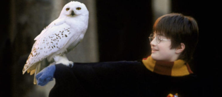 99% of Muggle-Borns Fail This O.W.L.s Challenge – Can You Pass?