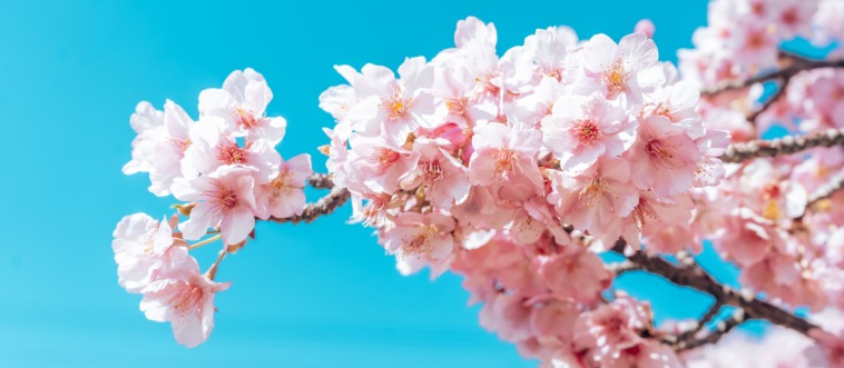 Can you guess which lovely country this special flower represents?