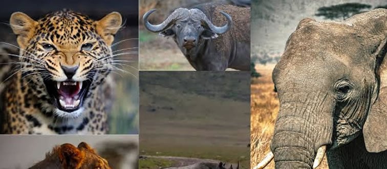Which majestic creature is commonly referred to as the “king of the jungle”?